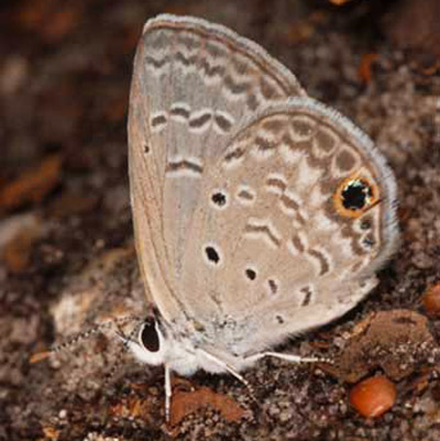 Adult ceraunus blue butterfly, Hemiargus ceraunus (Fabricius). 