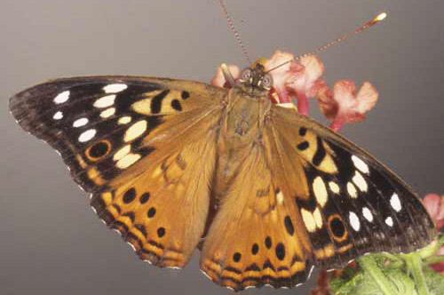 Dorsal wing view of an adult hackberry emperor, Asterocampa celtis (Boisduval & Leconte). 