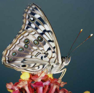 Ventral wing view of an adult hackberry emperor, Asterocampa celtis (Boisduval & Leconte).