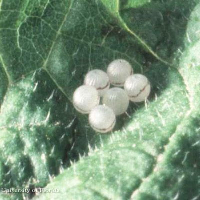 Eggs of the hackberry emperor, Asterocampa celtis (Boisduval & Leconte). 