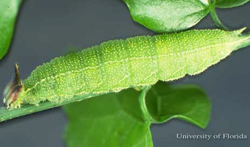 Larva of the hackberry emperor, Asterocampa celtis (Boisduval & Leconte). 