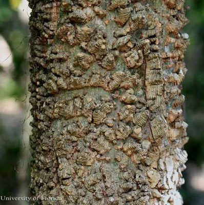 Heavily warty trunk of the sugarberry, Celtis laevigata Willd., a host of the hackberry emperor, Asterocampa celtis (Boisduval & Leconte).