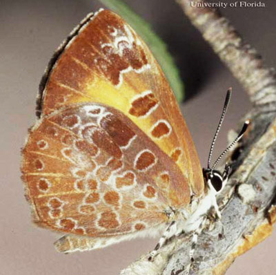 Adult harvester butterfly, Feniseca tarquinius (Fabricius). 