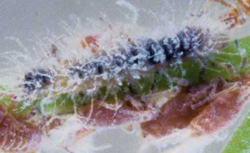 Early instar larva of the harvester butterfly, Feniseca tarquinius (Fabricius), partially covered with wax from woolly maple aphid prey. 