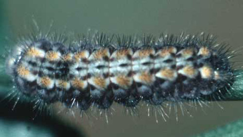 Full-grown larva of the harvester butterfly, Feniseca tarquinius (Fabricius). 