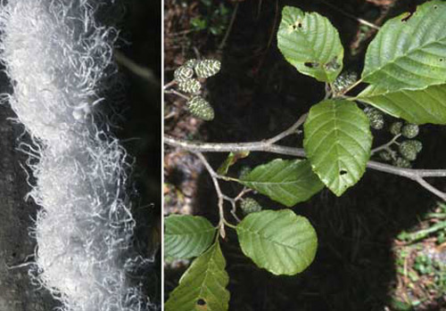 Hazel alder (right), Alnus serrulata (Aiton)Willd. (Betulaceae); and adult woolly alder aphids (left), Prociphilus tesselatus (Fitch) (formerly Paraprociphilus tesselatus Fitch). 