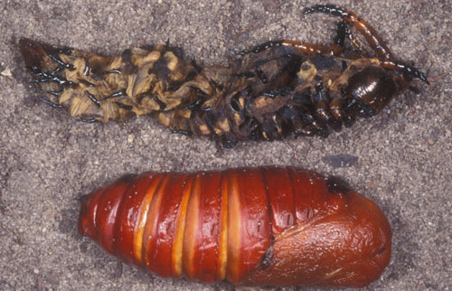 Pupa (bottom) of the regal moth, Citheronia regalis (Fabricius), and the exuviae (cast skin) (top) of the last larval instar.