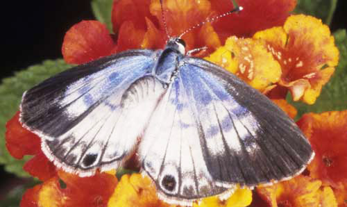 Dorsal view of the wings of an adult female cassius blue, Leptotes cassius (Cramer).