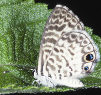 Ventral view of the wings of an adult female cassius blue, Leptotes cassius (Cramer). 