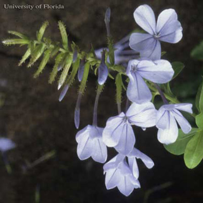 Cape leadwort, Plumbago auriculata Lam., a host of the cassius blue, Leptotes cassius (Cramer).