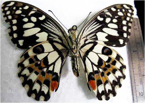 Ventral view of adult lime swallowtail, Papilio demoleus Linnaeus. 