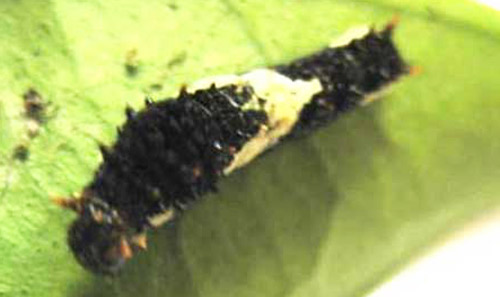 First instar of the lime swallowtail, Papilio demoleus Linnaeus, on citrus leaf, showing v-shaped white mark.
