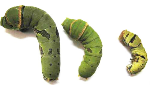 Third (right), fourth (middle) and fifth (left) instars of the lime swallowtail, Papilio demoleus Linnaeus. 