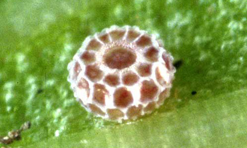 Egg of the little metalmark, Calephelis virginiensis (Guérin- Ménéville).