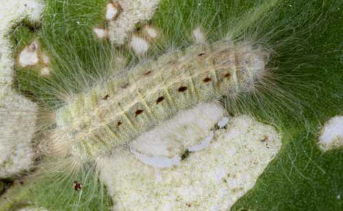 Larva of the little metalmark, Calephelis virginiensis (Guérin-Ménéville), dorsal view.