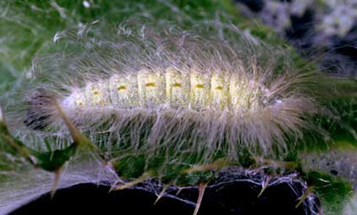 Larva of the little metalmark, Calephelis virginiensis (Guérin-Ménéville), dorso-lateral view.