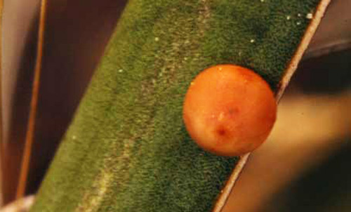 Egg of the yucca giant-skipper, Megathymus yuccae (Boisduval & Leconte), on Adam's needle, Yucca filamentosa L.(Agavaceae). 
