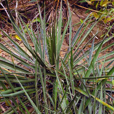Adam's needle, Yucca filamentosa L.(Agavaceae), a host plant of the yucca giant-skipper, Megathymus yuccae (Boisduval & Leconte). 