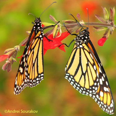 Adult monarchs, Danaus plexippus Linnaeus, from Gainesville, Florida.
