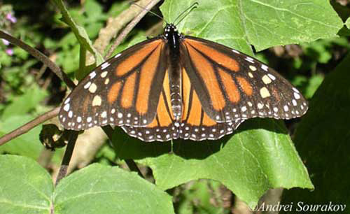 Adult migrating monarch, Danaus plexippus Linnaeus, in Mexico. 