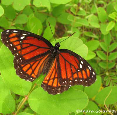 Viceroy butterfly, Limenitis archippus (Cramer, 1776), upperside, Gainesville, Florida; a mimic of the monarch, Danaus plexippus Linnaeus. 