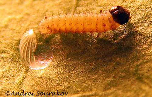 First instar larva of the monarch butterfly, Danaus plexippus Linnaeus, hatches from the egg, which it immediately consumes.
