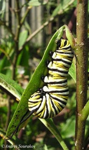 Fourth instar larva of the monarch butterfly, Danaus plexippus Linnaeus, Gainesville, Florida.