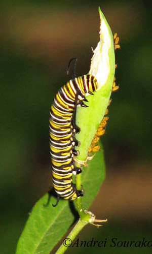 Fifth instar larva of the monarch butterfly, Danaus plexippus Linnaeus, feeding on scarlet milkweed, Asclepias curassavica. 