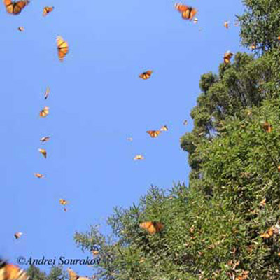 Adult monarch butterflies, Danaus plexippus Linnaeus, migrating at their Mexican overwintering site in Sierra Madre, Michoacán, Mexico. 
