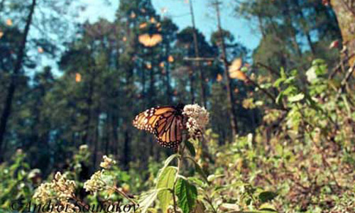 Close-up of an adult monarch butterfly, Danaus plexippus Linnaeus, migrating at its Mexican overwintering site in Sierra Madre, Michoacán, Mexico.