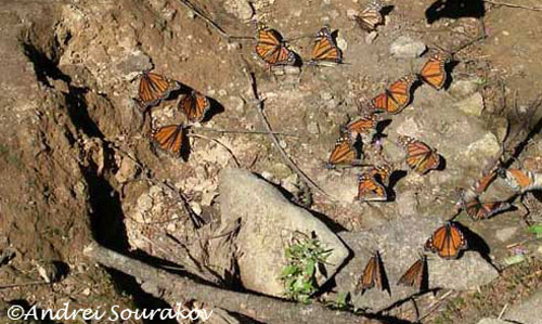 Adult monarchs, Danaus plexippus Linnaeus, drinking at the creek in El Rosario Colony, Michoacán, Mexico. 