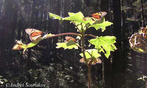 Adult monarchs, Danaus plexippus Linnaeus, sunning themselves before going to feed, El Rosario overwintering colony, Michoacán, Mexico.