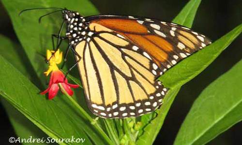 Adult monarch butterfly, Danaus plexippus Linnaeus, feeding on flower of scarlet milkweed, Asclepias curassavica. 