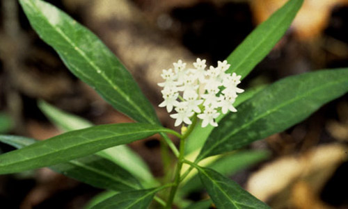 White swamp milkweed, Asclepias perennis Walter (Apocynaceae), a host of the monarch butterfly, Danaus plexippus Linnaeus