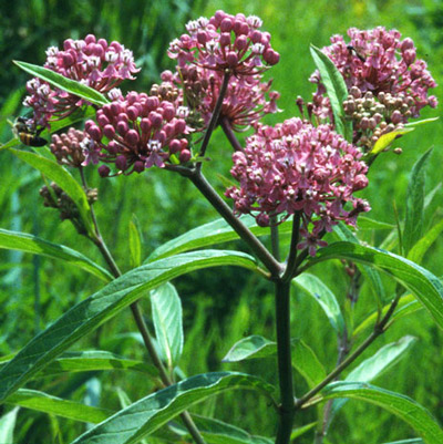 Pink swamp milkweed, Asclepias incarnata L. (Apocynaceae), a host of the monarch butterfly, Danaus plexippus Linnaeus. 