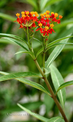 Scarlet milkweed, Asclepias curassavica L. (Apocynaceae), a host of the monarch butterfly, Danaus plexippus Linnaeus.