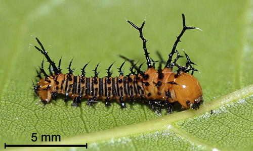 Imperial moth, Eacles imperialis (Drury), first instar larva.
