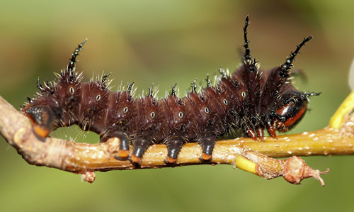 Imperial moth, Eacles imperialis (Drury), third instar larva.