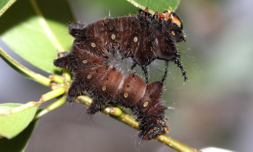 Imperial moth, Eacles imperialis (Drury), fourth instar larva (dark brown).