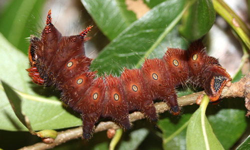 Imperial moth, Eacles imperialis (Drury), fourth instar larva (burgundy).