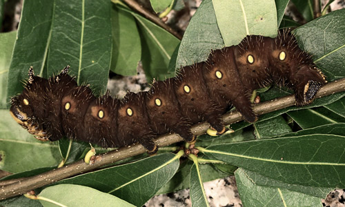 Imperial moth, Eacles imperialis (Drury), fifth instar larva.
