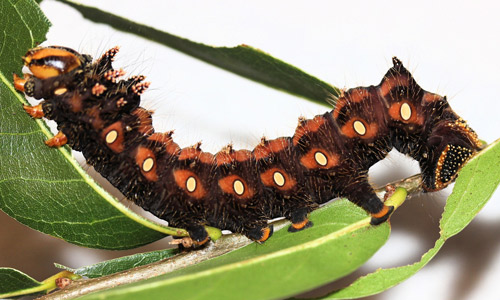 Imperial moth, Eacles imperialis (Drury), fifth instar larva.