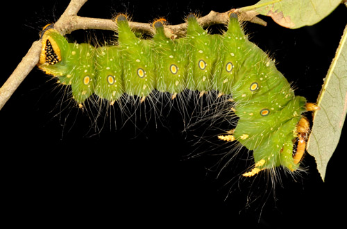 Imperial moth, Eacles imperialis (Drury), fifth instar larva. 