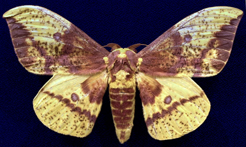 Imperial moth, Eacles imperialis (Drury), adult male collected July 6, 2014 at Mahomet (Champaign Co.), Illinois by June Schmid.