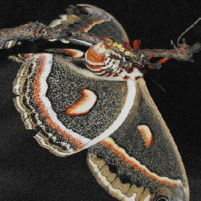 Adult female cecropia moth, Hyalophora cecropia Linnaeus, laying eggs on host plant.