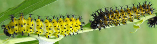 Second instar larvae of the cecropia moth, Hyalophora cecropia Linnaeus. Note color variation, even though they are from the same batch of eggs.