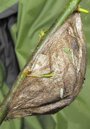 Cocoon of the cecropia moth, Hyalophora cecropia Linnaeus, on host plant. 