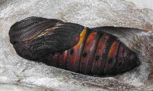 Pupa of the cecropia moth, Hyalophora cecropia Linnaeus, removed from cocoon. 