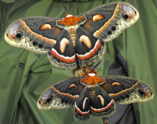 Adult cecropia moths, Hyalophora cecropia Linnaeus.