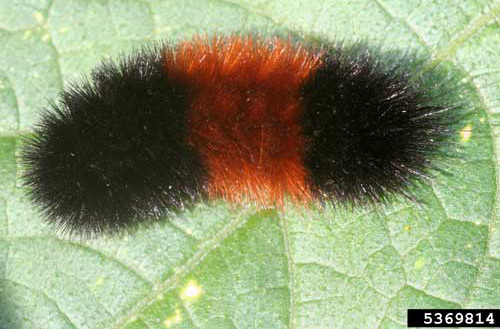The banded woolly bear caterpillar, Pyrrharctia isabella (Smith).